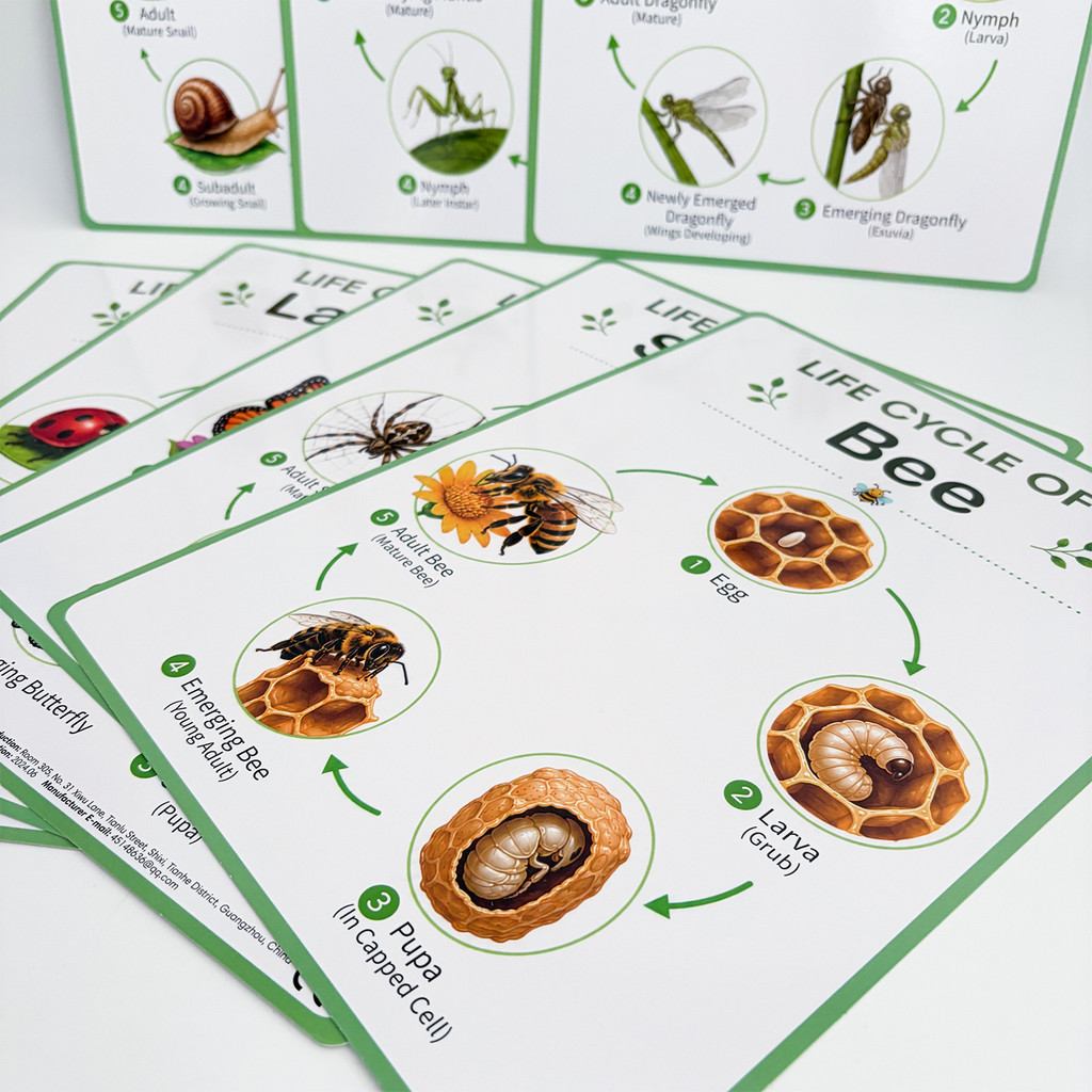 8 Pósters Educativos sobre el  - Kids Educational Poster reseña y precio